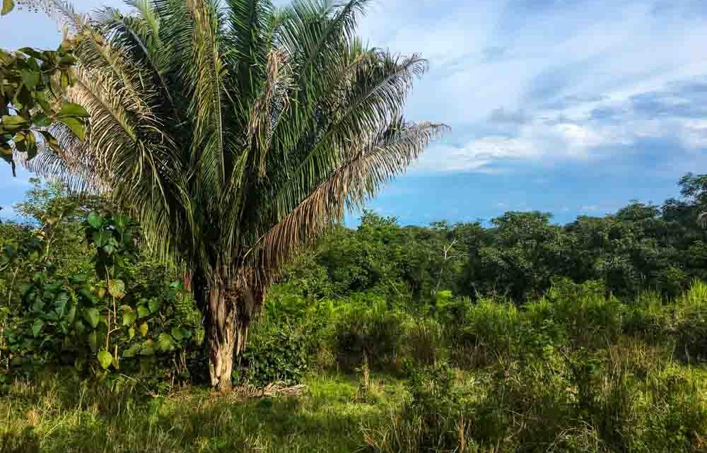 Real estate with ocean view near the beach in Cabuya Costa Rica