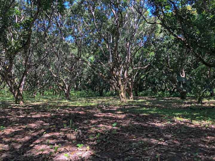 Best commercial lot for sale near the sea in Nicoya Peninsula Costa Rica
